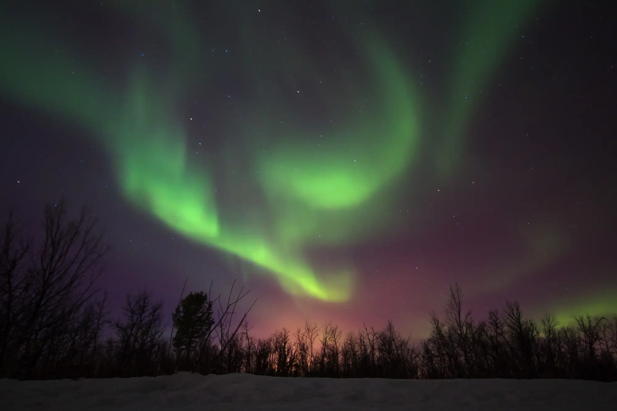 Green aurora above bare birch trees and snow in Kiruna Municipality